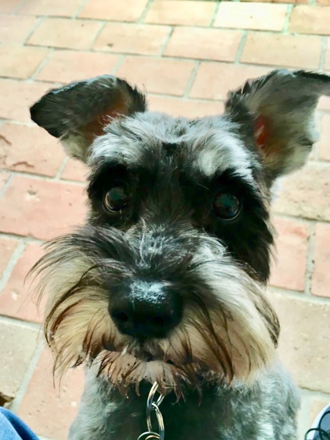 Cutie Naomi - My, Dog, The photo, My, Schnauzers, Milota, Eyes, Friend, Longpost