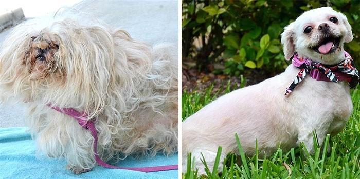 15 photos of animals before and after they found their home and loving owners - Animal Rescue, The photo, Longpost, Dog, cat