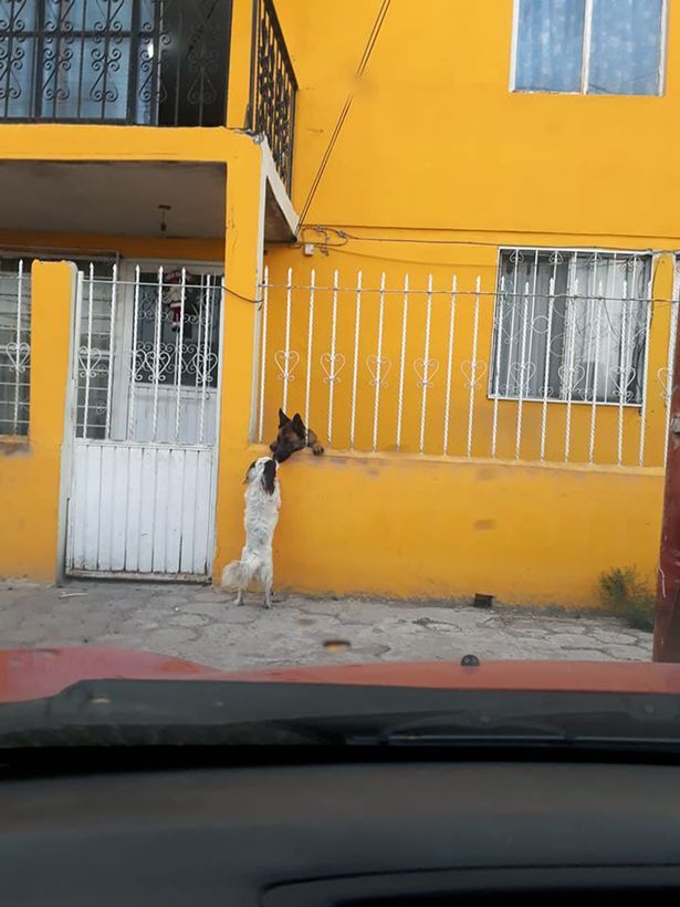 To you to me? - Dog, Kennel, Longpost