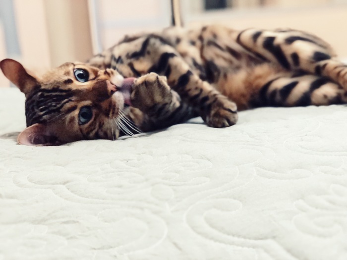 ��������� ����