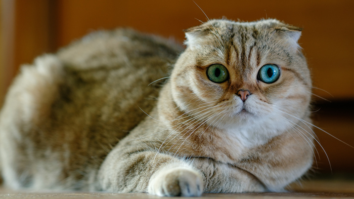 Happy Cat Day! - My, cat, Catomafia, The photo, Scottish lop-eared, Fujifilm, , Heterochromia