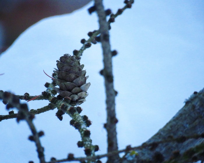 Cold - My, Crow, Apple tree, Winter, Cones, The photo, Snapshot, Frame, Larch, Longpost