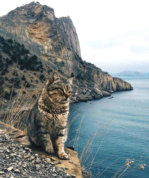 Crimean cat - Crimea, cat, Sea