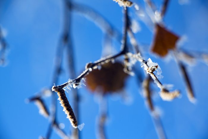 A little winter - My, Winter, Snow, Winter's tale, Longpost, The photo, Nature