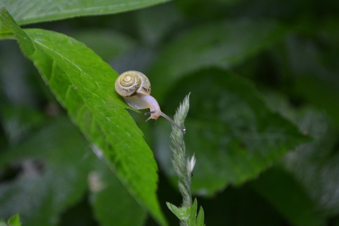 Here's someone who starts the day slow... - My, Closeup, Snail, Nature, Green, Morning, Macro photography, Longpost