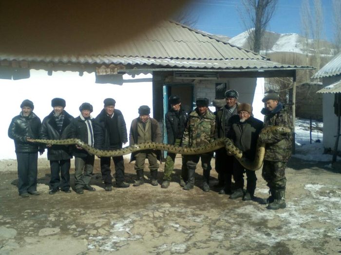 When crawled into the wrong village - Python, Snake, Social networks, Kazakhstan, Oddities