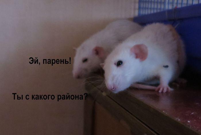 Krupa and Lusha for a walk. - My, Decorative rats, Gammarus, Guys