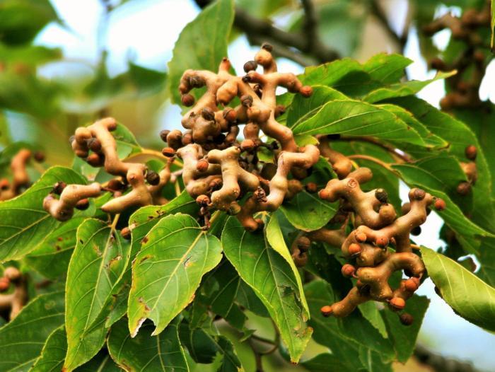 Makhach - Fight, Tree, 