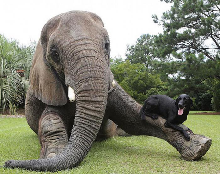 14 Really Weird Animal Friendships Caught on Camera - Animals, friendship, Longpost, cat, Dog