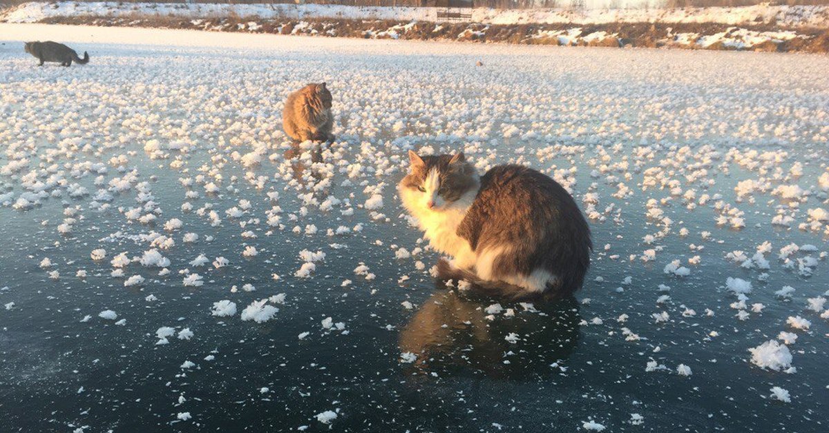 Кот на зимней рыбалке