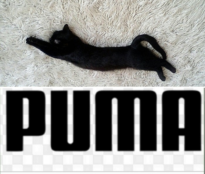 Deep sleep - My, Not advertising, , Puma, cat
