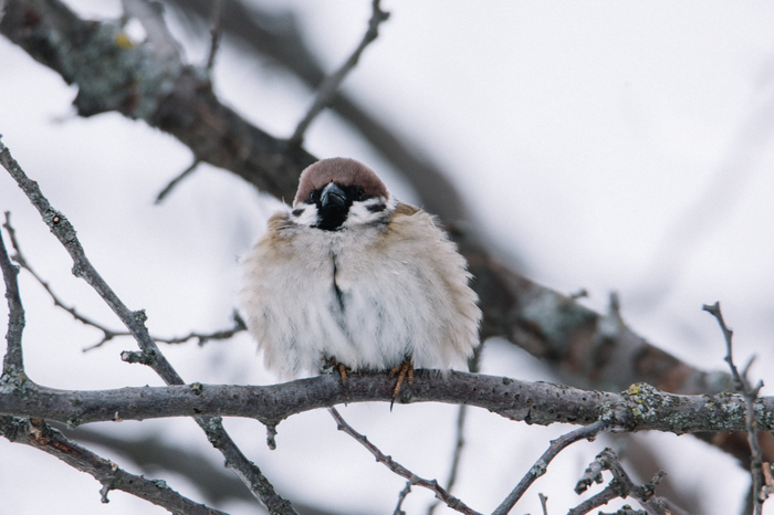 When I spent the winter with my grandmother - My, My, Birds, Nature, Animals, Grandmother