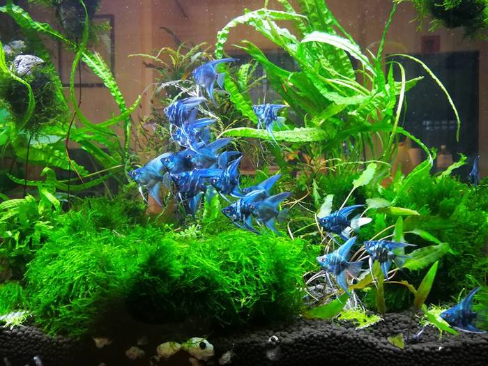 Скалярочки, необычный окрас