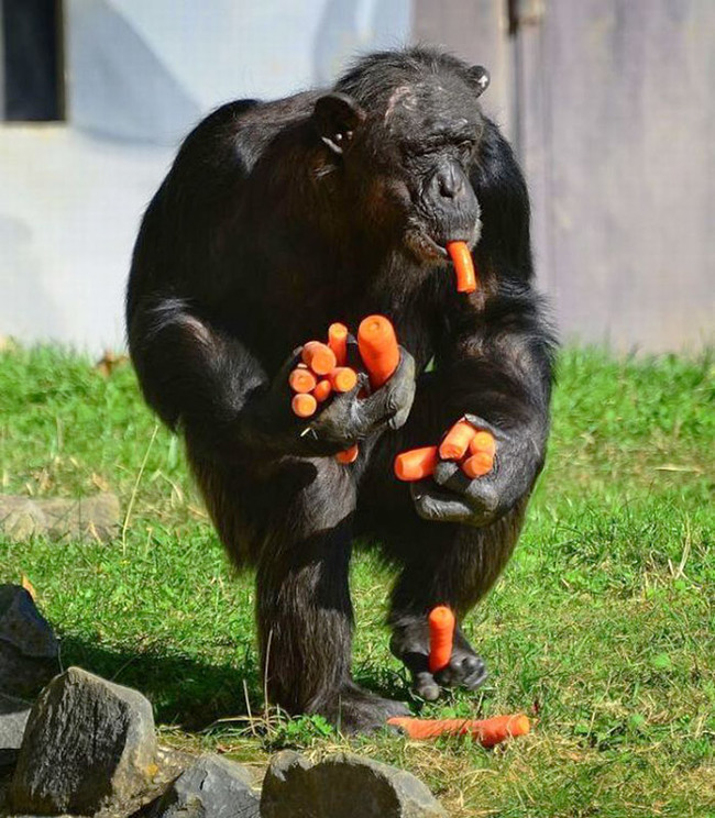 carotene addiction. - Monkey, Carrot, The photo, Not mine, Longpost