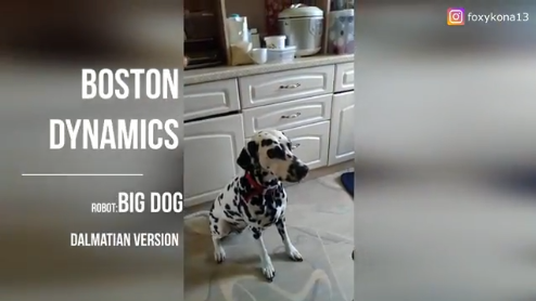 Samples in video editing, or Dalmatian-Robodog - My, Dalmatian, Boston dynamics, Dog, Video editing