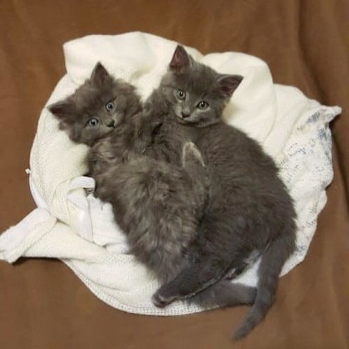 The happy story of two kittens rescued from deadly frost - Story, Kittens, cat, Responsiveness, , Longpost