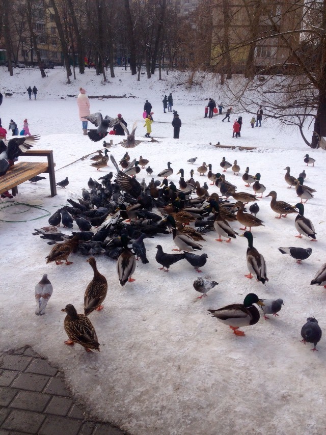 Deadly battle for bread - Duck, Pigeon, My, Winter