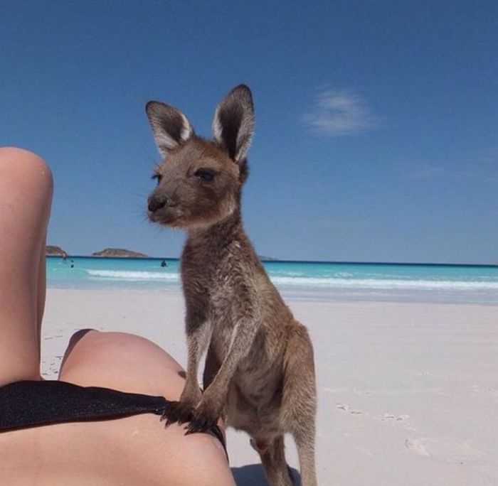 Not everyone in Australia wants to eat you - Animals, Milota, Kangaroo, Australia, Beach