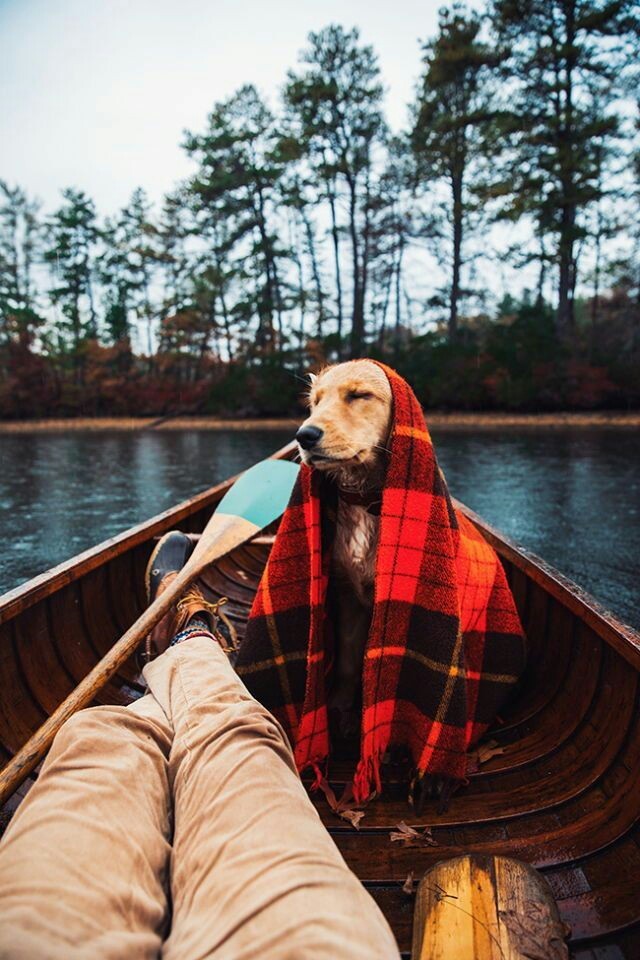 Take your dog with you - Pinterest, Dog, Friend, Tent, Backpack, A boat, Bonfire, Travels, Longpost