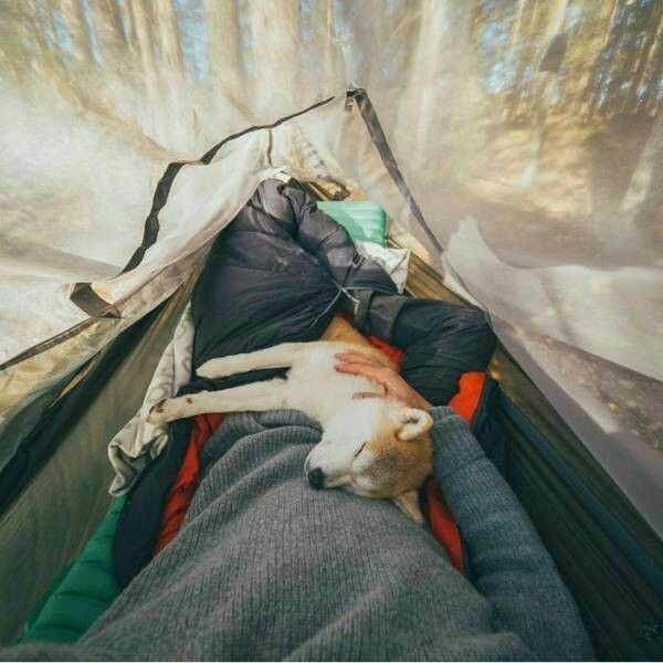 Take your dog with you - Pinterest, Dog, Friend, Tent, Backpack, A boat, Bonfire, Travels, Longpost