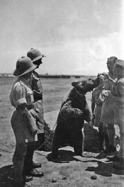 Капрал Войцех вторая мировая война, Армия андерса, медведь, капрал, длиннопост