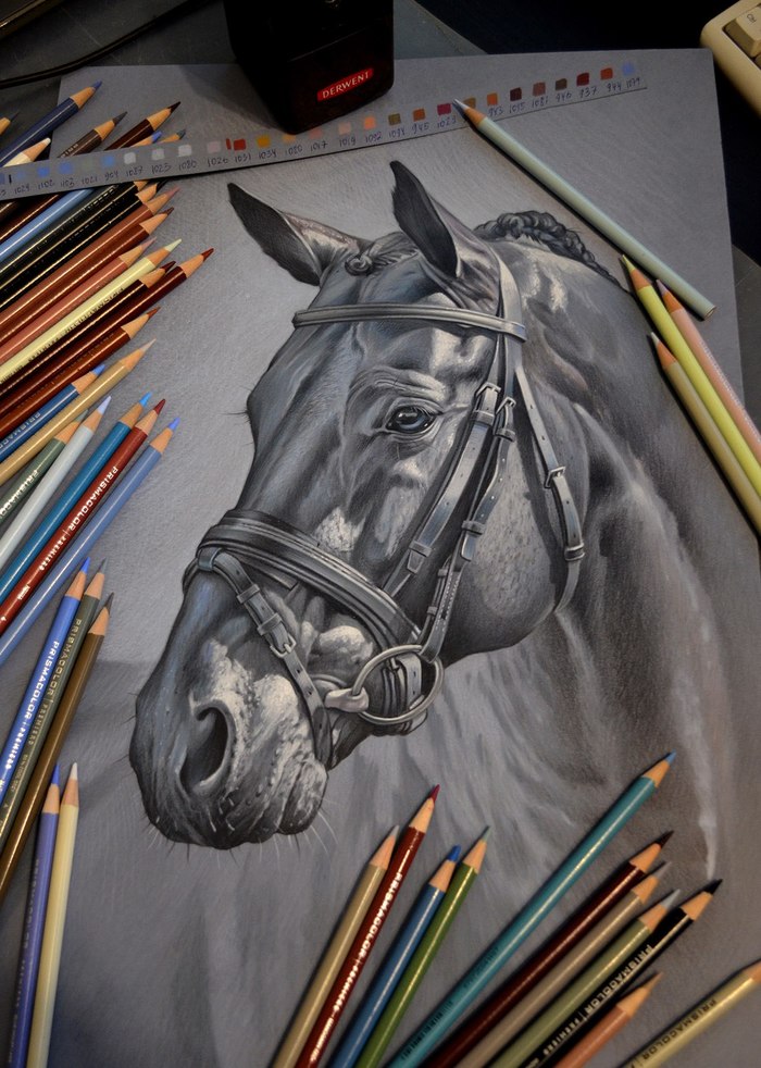 Drawing with Prismacolor colored pencils. Tinted paper. - Art, My, Colour pencils, Horses, Pencil drawing, Drawing