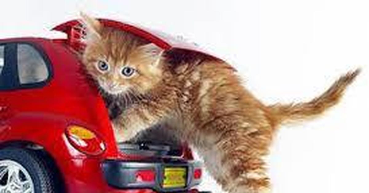 Купить машинку для кошек. Кошка в автомобиле. Машинка для кошек. Котенок на машинке. Нужна помощь машиной для кошки.