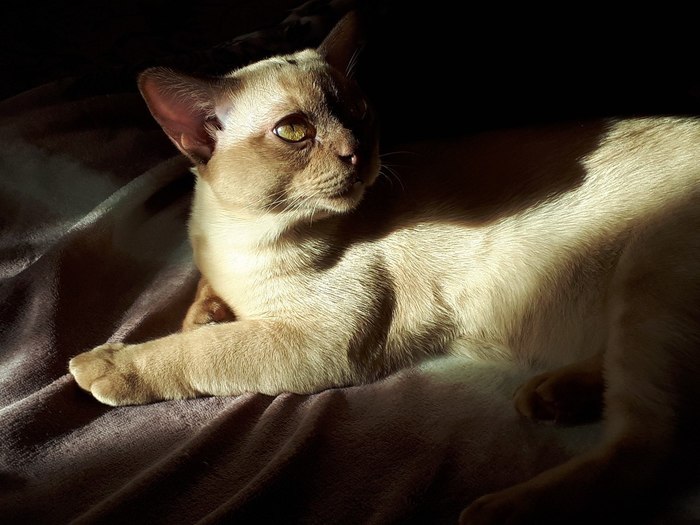 demonic cat beauty post - My, cat, Animals, The photo, , Burmese