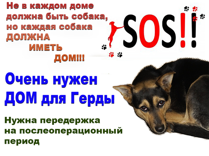 WE NEED A HOUSE FOR GERDA! - My, Dog, In good hands, Need a house, Minsk, Longpost, No rating