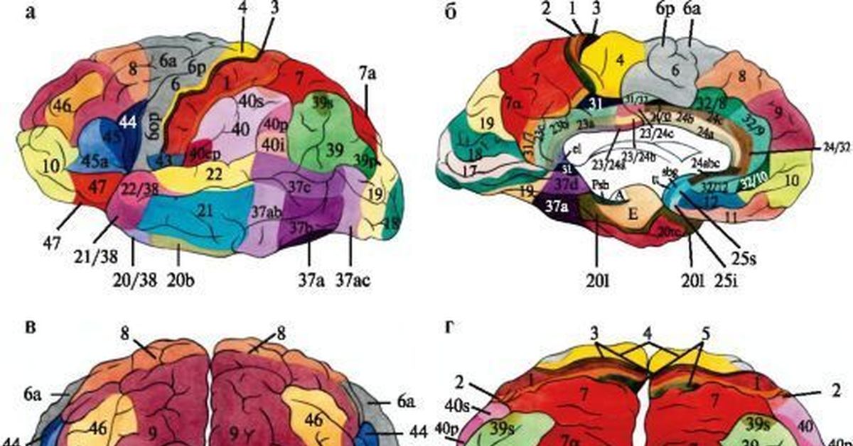 Две коры головного мозга. Карта полей головного мозга по Бродману. Карта цитоархитектонических полей мозга человека. Головной мозг поля Бродмана. Карта цитоархитектонических полей коры головного мозга Бродмана.