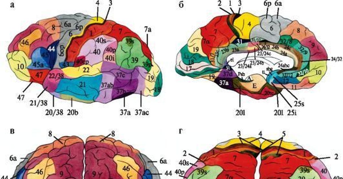 Карта мозга. Поля коры головного мозга по Бродману. Карта полей головного мозга по Бродману. Карта цитоархитектонических полей коры головного мозга по Бродману. Карта полушарий мозга поля по Бродману.