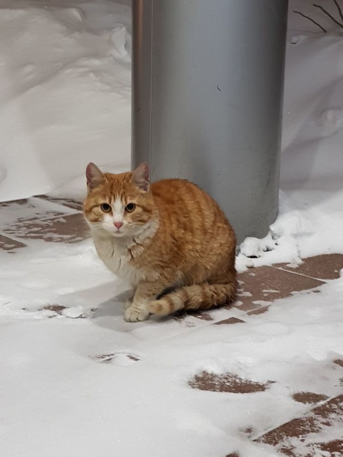 Ищем новый дом Рыжику. Котоленд. - Моё, Кот, Москва, Липецк, Котоленд, Помощь, Доброта, Длиннопост, Приют Котоленд