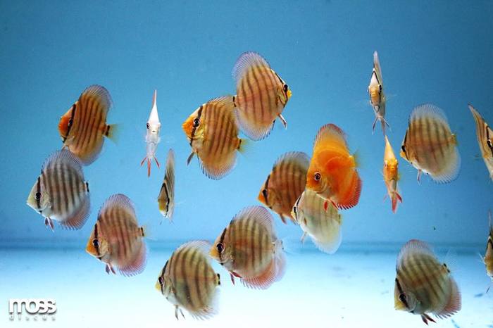 Moss Discus, Турция