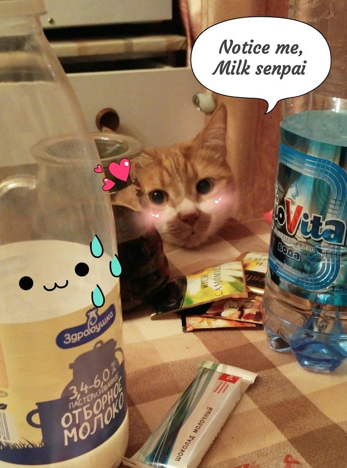 Notice me senpai! - My, cat, Milk, Notice me senpai, Not a beggar