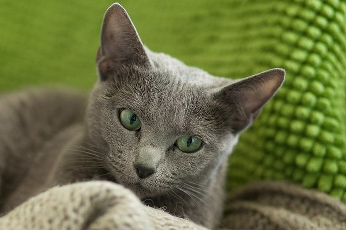 Help me find a home for my cat - In good hands, , cat, Help, Helping animals, Russian blue, No rating, Betrayal