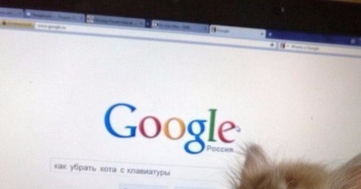 Почему нельзя гуглить перламутровые. Гугл котики. Кот гуглит. Перламутровые Google картинки. Перламутровые нельзя гуглить.