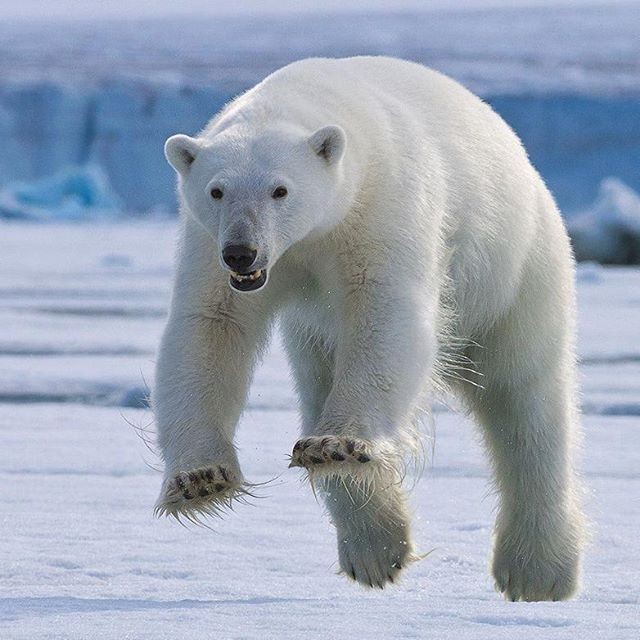 Polar bear - The Bears, Animals, The photo, Longpost, Polar bear