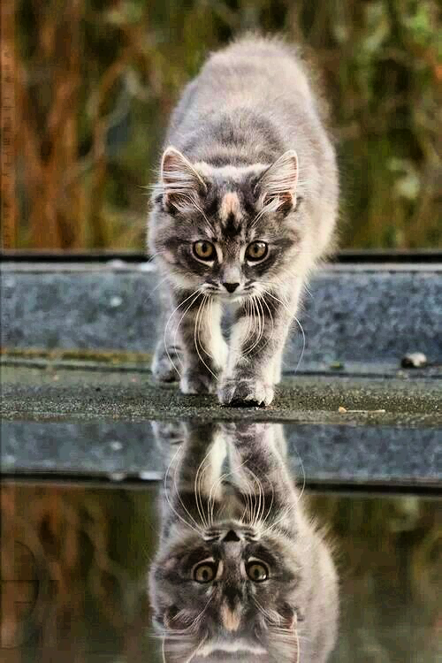 Reflection - cat, Fluffy