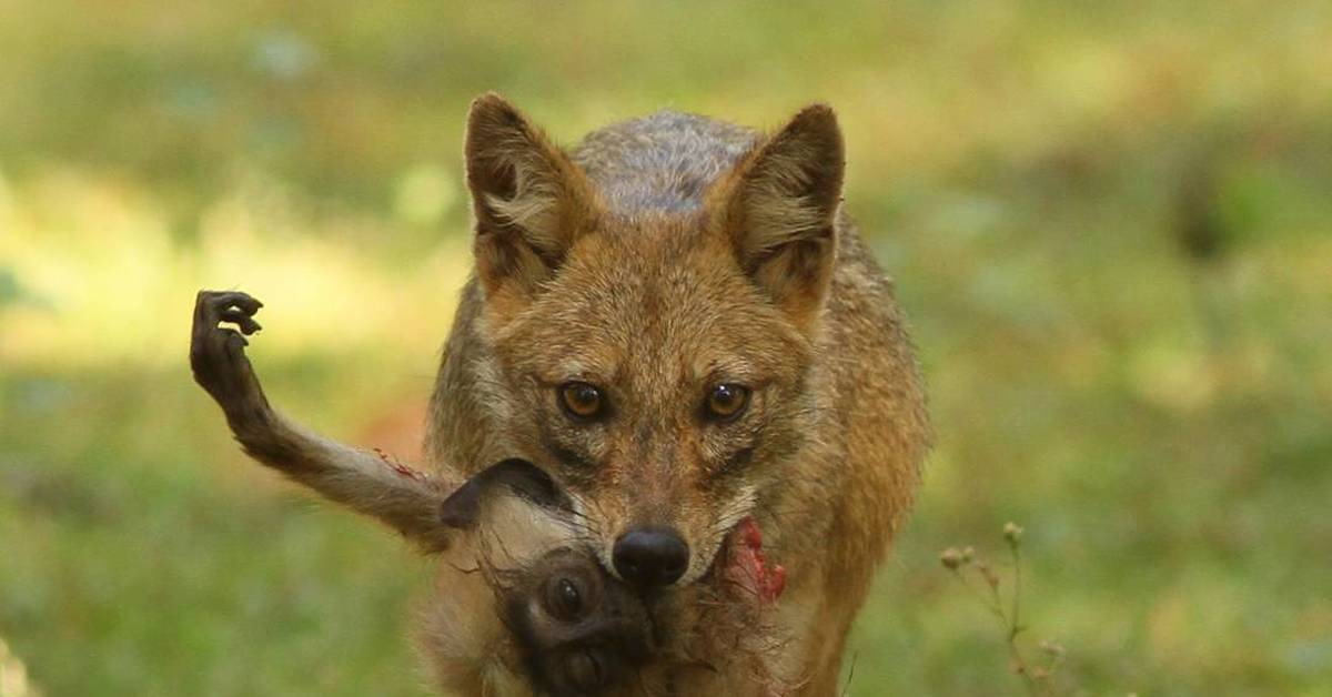 Шакалить картинку онлайн