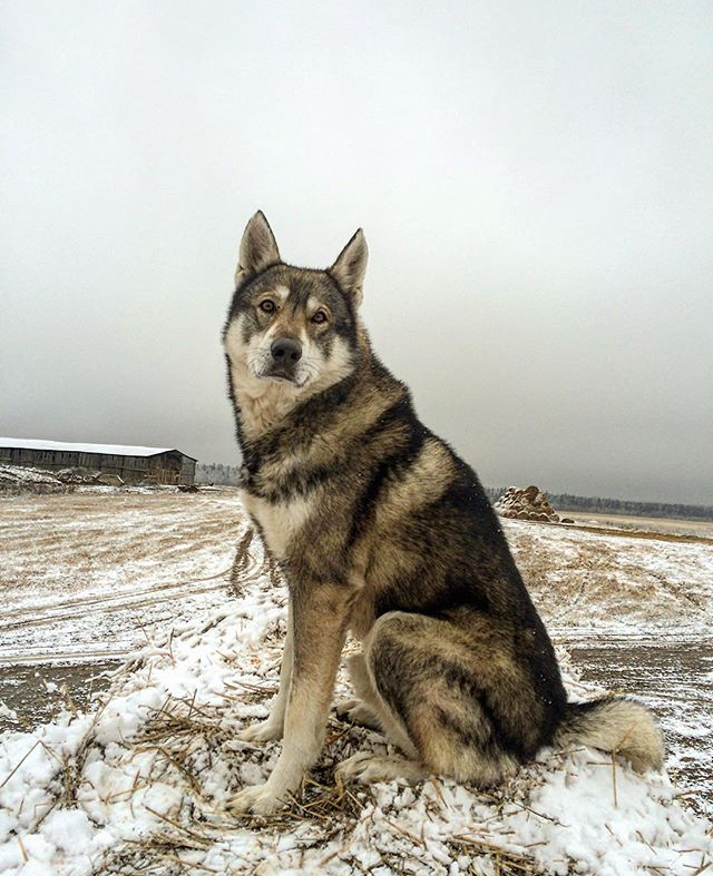 Friend - My, Friend, Dog