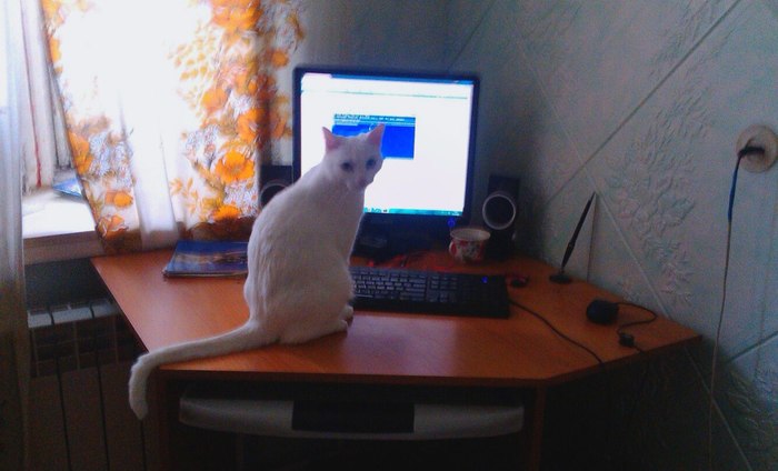 I think the cat is hiding something from me - My, cat, Command line, The photo