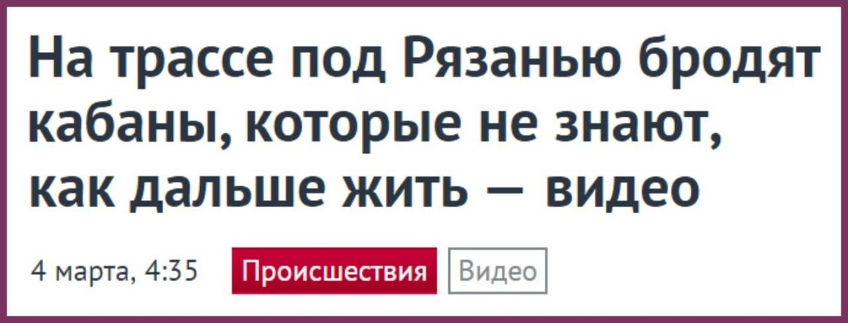 Как жили дальше так и живем. На трассе под Рязанью бродят кабаны которые не знают как дальше жить. Кабаны не знают как дальше жить. Кабаны которые не знают как дальше жить. Кабан рыщет.