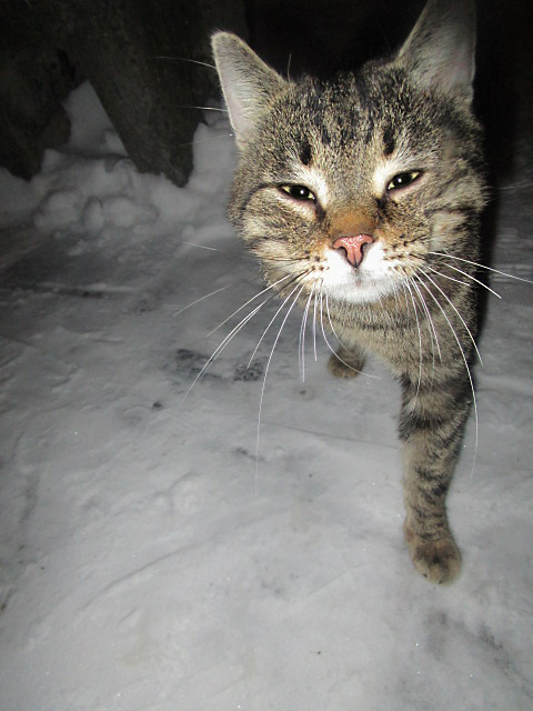 HURT CAT-4: Help save the martyr cat! - My, cat, In good hands, Help, Minsk, Longpost