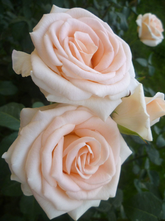 Happy International Women's Day - My, the Rose, Bud, Tajikistan