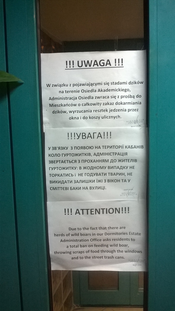 Объявление. Дикие кабаны на территории общежития;) - Моё, Общежитие, Кабан, Объявление, Польша, Катовице