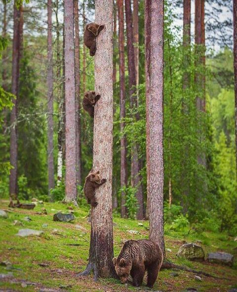 Hide and seek - Bear, Forest, Nature, Tree, The Bears