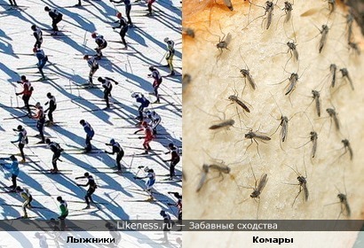 Similarity - Skiers, Mosquitoes, Similarity, From the network