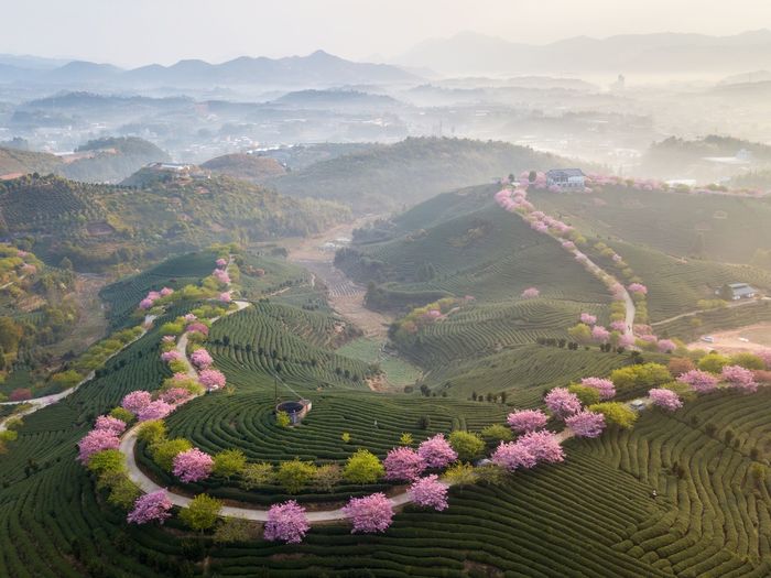 Spring at a tea plantation in Fujian, China - Chinese tea, The photo, Nature, Spring, China, Landscape