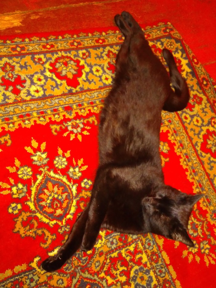 Stretching in the morning - My, cat, Catomafia, Stretching, Morning