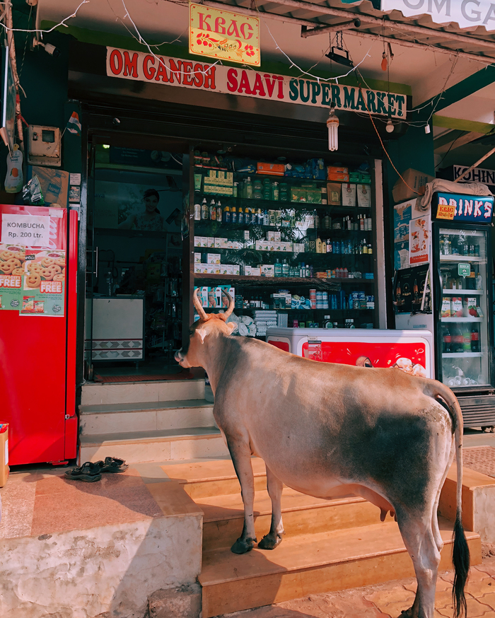 Can I have a bottle of mineral water and a Kent eight? - My, India, Cow, Travels, Impudence, Tourism, Animals, Longpost